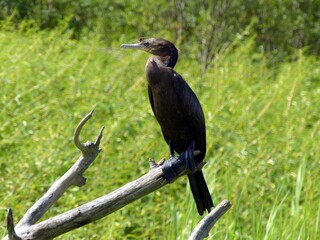 
Neotropic cormorant (Phalacrocorax brasilianus) Amazon Rainforest
