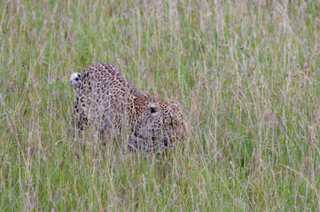 Cheetah - Kenya, Africa, Masai Mara