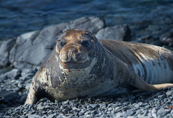 Elephant Seal Pup Portrait