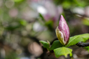 large delicate pink magnolia bud on a branch