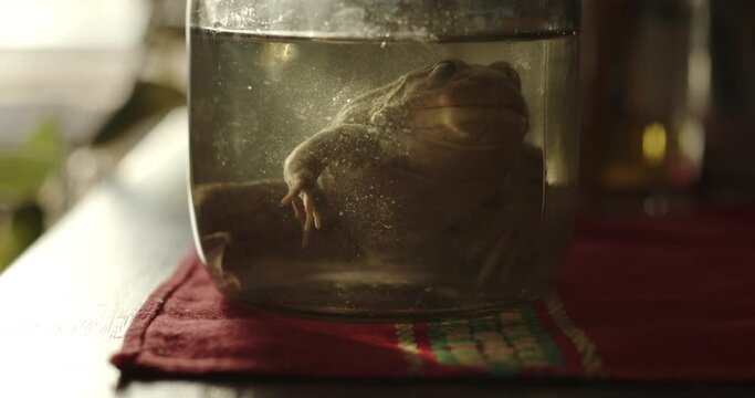 Frog in a glass containers preserved and preserved in formalin. Fluid preserved frog in flasks. Spooky frame with light and dead frog.