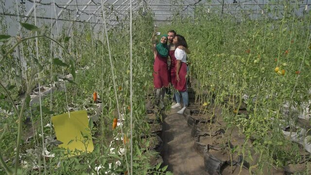 Positive multi-ethnic greenhouse workers taking selfie on tomato plantation. Happy mixed race and muslim females, caucasian male smiling while posing for photo on cellphone among growing tomato bushes