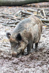Wild boar (in german Wildschwein) Sus scrofa