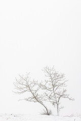 Forest in snowy landscape, Galicia, Spain.