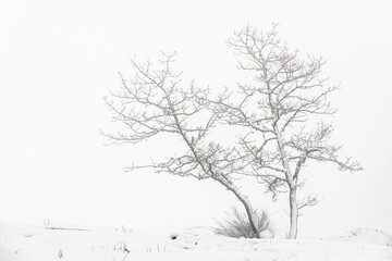 Fototapeta na wymiar Forest in snowy landscape, Galicia, Spain.