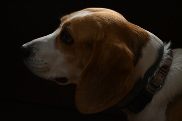 Beagle, dog portrait