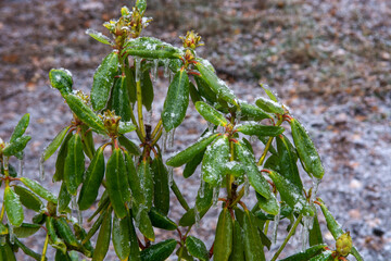 Freezing rain. Evergreens. Rhododendron in winter.