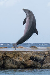 Delfin macht Sprung im Meer