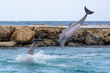 Delfin macht Sprung im Meer
