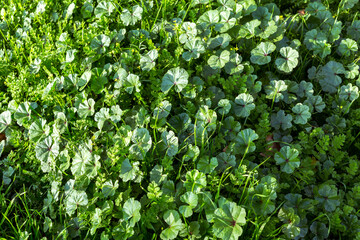 green vegetation covering the ground. natural background
