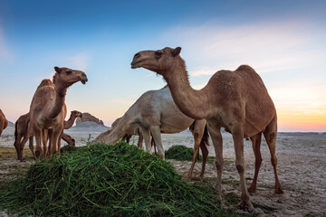Landscape with group of camels in Al-Sarar desert, SAUDI ARABIA.