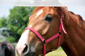Portret brązowego konia z czerwoną uzdą.
