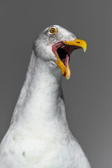 Portrait of a Seagall Calling out