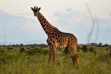 Giraffe - Kenya, Africa, Masai Mara