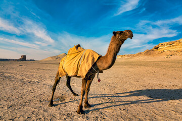 Landscape with camels in Al-Sarar desert, SAUDI ARABIA.