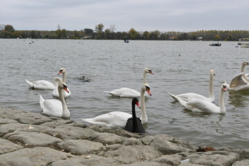 swans on the river on a cloudy day