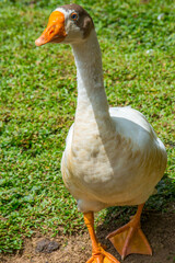Close up portrait of geese