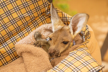 Orphaned baby kangaroo joey in pet bed. Close up view.