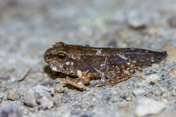 Grasfrosch oder Erdkröte in der Metamorphose