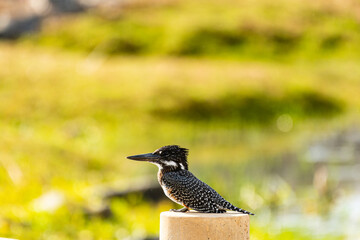 Kruger National Park