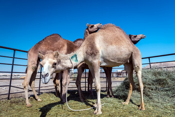 Group of camels in Al-Sarar desert, SAUDI ARABIA.