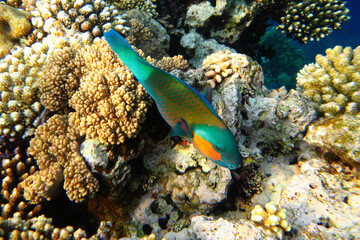 Fototapeta na wymiar Colorful fish swim in the Red Sea around corals.