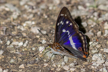 Großer Schillerfalter (Apatura iris)