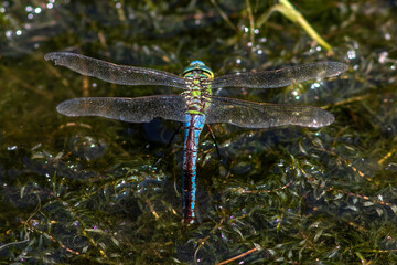 Große Königslibelle (Anax imperator) Weibchen © Rolf Müller