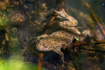 Gelbbauchunke (Bombina variegata)
