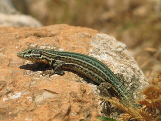 Ibiza wall lizard (Podarcis pityusensis) - close up of lizard on rocks, Ibiza, Spain