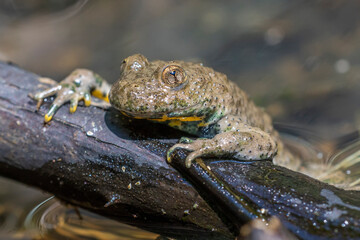 Gelbbauchunke (Bombina variegata)