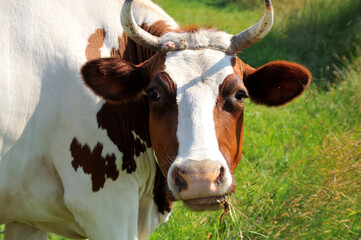 Łaciata krowa żująca trawę. Krowa patrzy w obiektyw. - obrazy, fototapety, plakaty