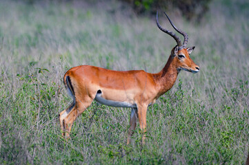 Naklejka na ściany i meble Impalas - Kenya, Africa, Masai Mara