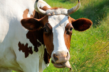 Łaciata krowa na pastwisku żująca trawę z językiem na wierzchu. - obrazy, fototapety, plakaty