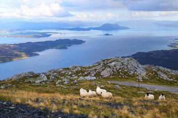 Obraz premium Sunnhordland sheep pasture
