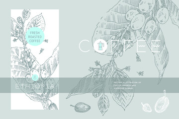 Obraz premium Template Coffee packaging design with coffee branch illustration in engraving style. Specialty coffee label tag. Vintage banner for fresh coffee roasted. Natural caffeine symbol. Cafe logo template.