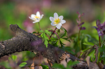 Anemonoides nemorosa wood anemone white flower in bloom, springtime flowering bunch of wild plants and purple Corydalis cava