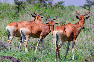 Naklejka na ściany i meble Impalas - Kenya, Africa, Masai Mara