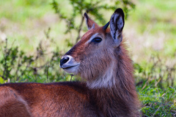 Impalas - Kenya, Africa, Masai Mara