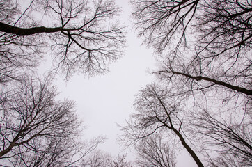 Upward View Bare Treetops in front of autumn sky. High quality photo. Copy Space for characters or letters