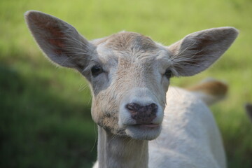 white fallow deer standing in a field