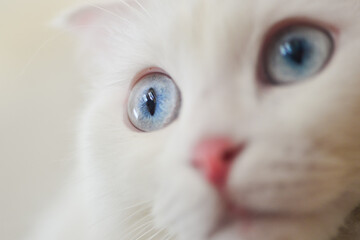 White Scottish fold kitten with blue eyes close-up