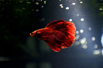 Siamesischer Kampffisch im Aquarium