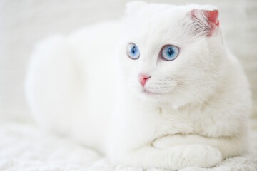 White Scottish fold kitten with blue eyes portrait