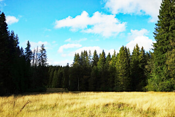 Landschaft im Hinterzartener Moor