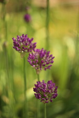 blooming purple flowers of decorative garlic in the garden