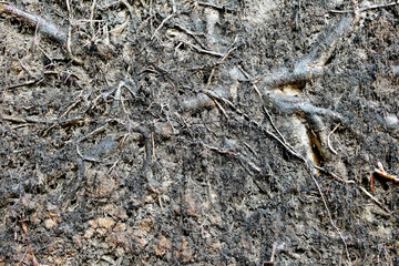 Hinterzartener Moor Baumwurzel