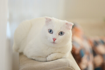 White Scottish fold kitten with blue eyes portrait