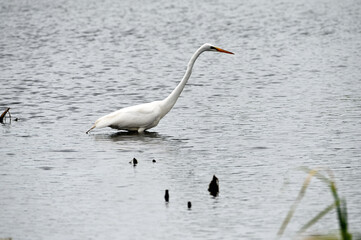 Heron in Water