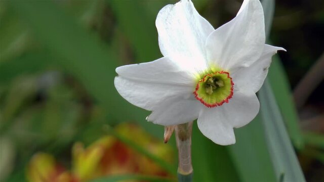 Gardening: close-up view of a Poeticus Daffodil (Narcissus "Angel Eyes") flower.